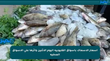 أسعار الأسماك بأسواق القليوبية اليوم الإثنين وأثرها على الأسواق المحلية